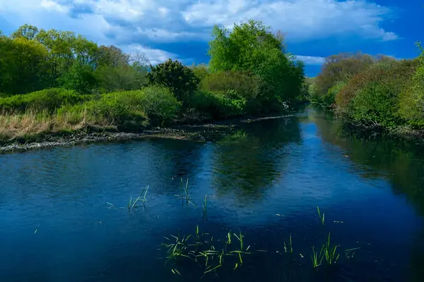 Freshwater pond surrounded by trees