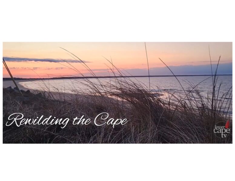 Coastal grasses at sunset над ocean